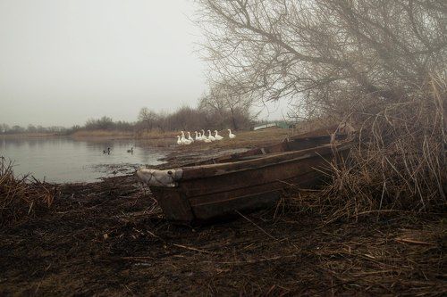 Гуси гуси гагага!
