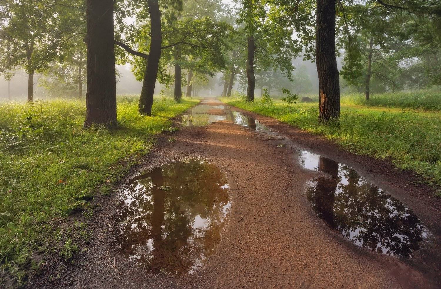 пейзаж, туман, утро, питер, пушкин, царскоесело, landscape, tsarskoyeselo, Таня SHE (Aiya)