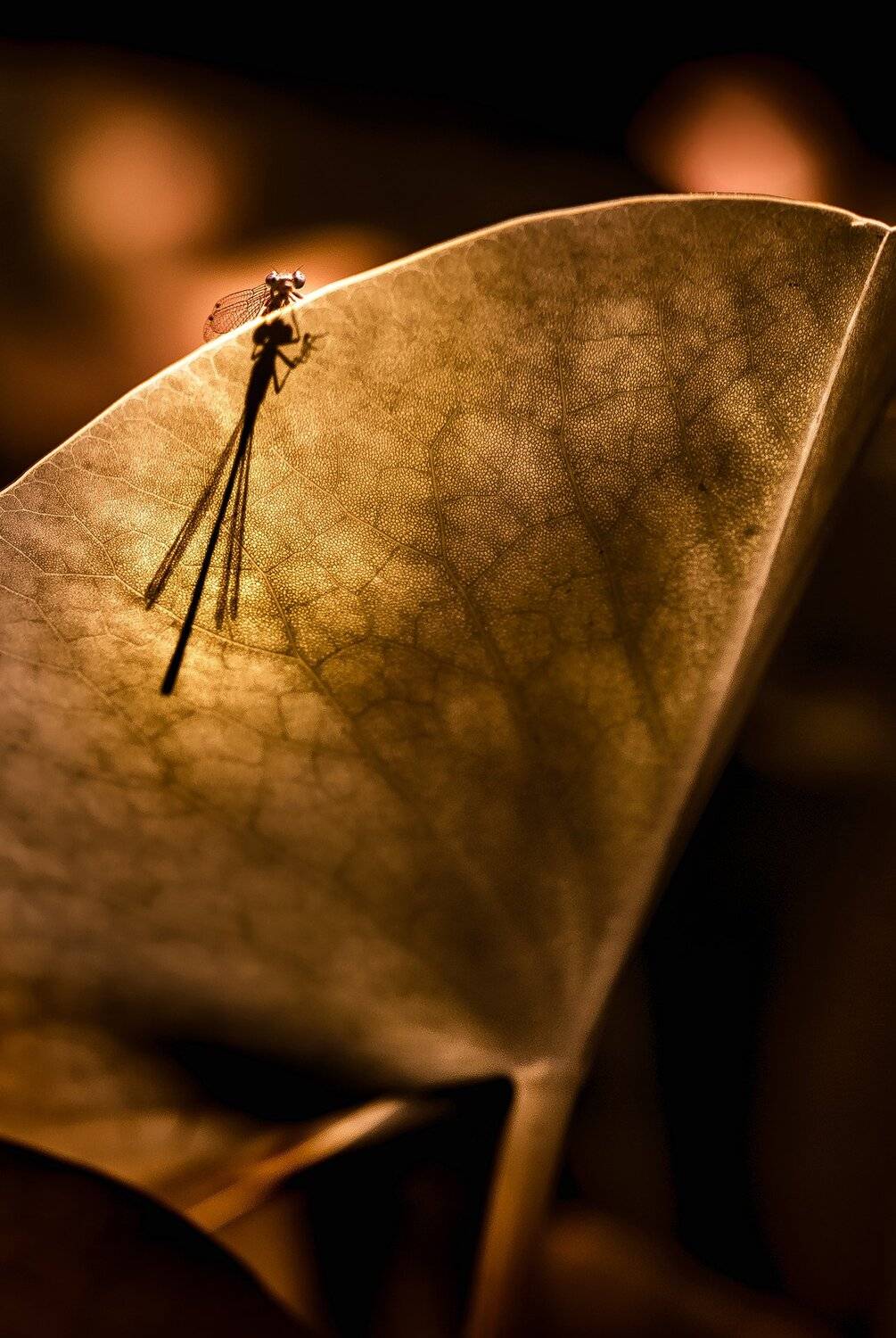 природа, макро, насекомое, стрекоза, Неля Рачкова