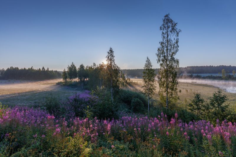 утренний чай без заварки. фото превью