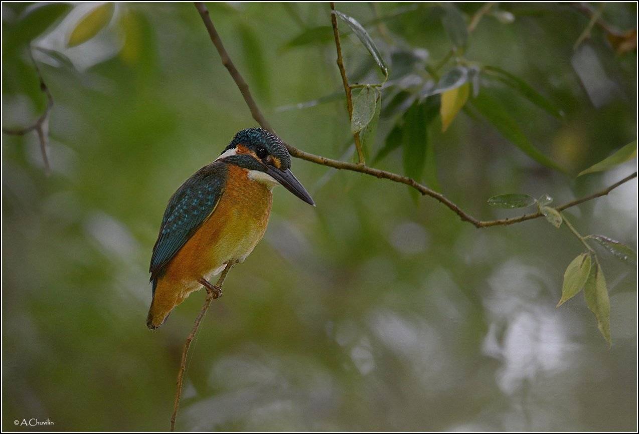 зимородок,полог,прибрежный,лес, Александр Чувилин