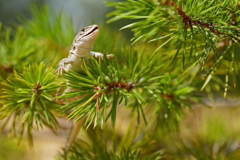 разноцветная, ящурка, eremias, arguta, сосна, pinus, sylvestris, самарский лес Ящурка и бонсай фото превью