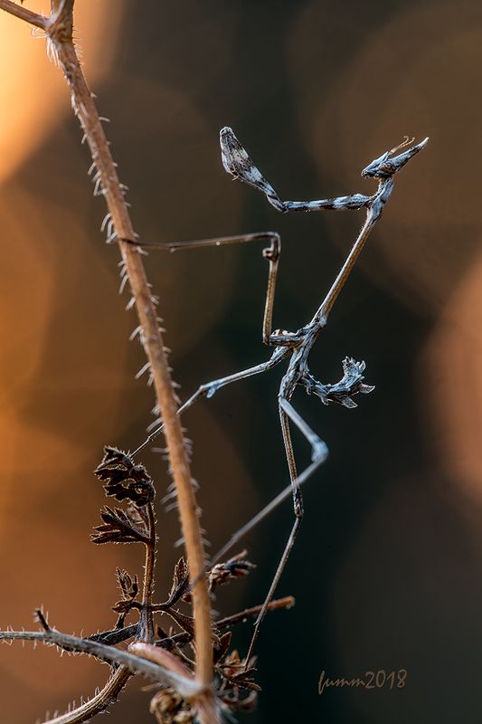 МОНУМЕНТ фото превью