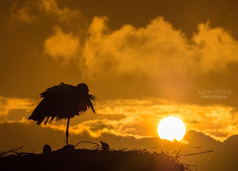 Спокойной ночи, малыши! :) фото превью