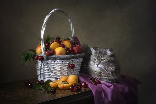 Если киску не кормить