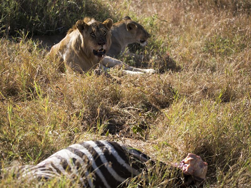 Послеобеденный отдых фото превью