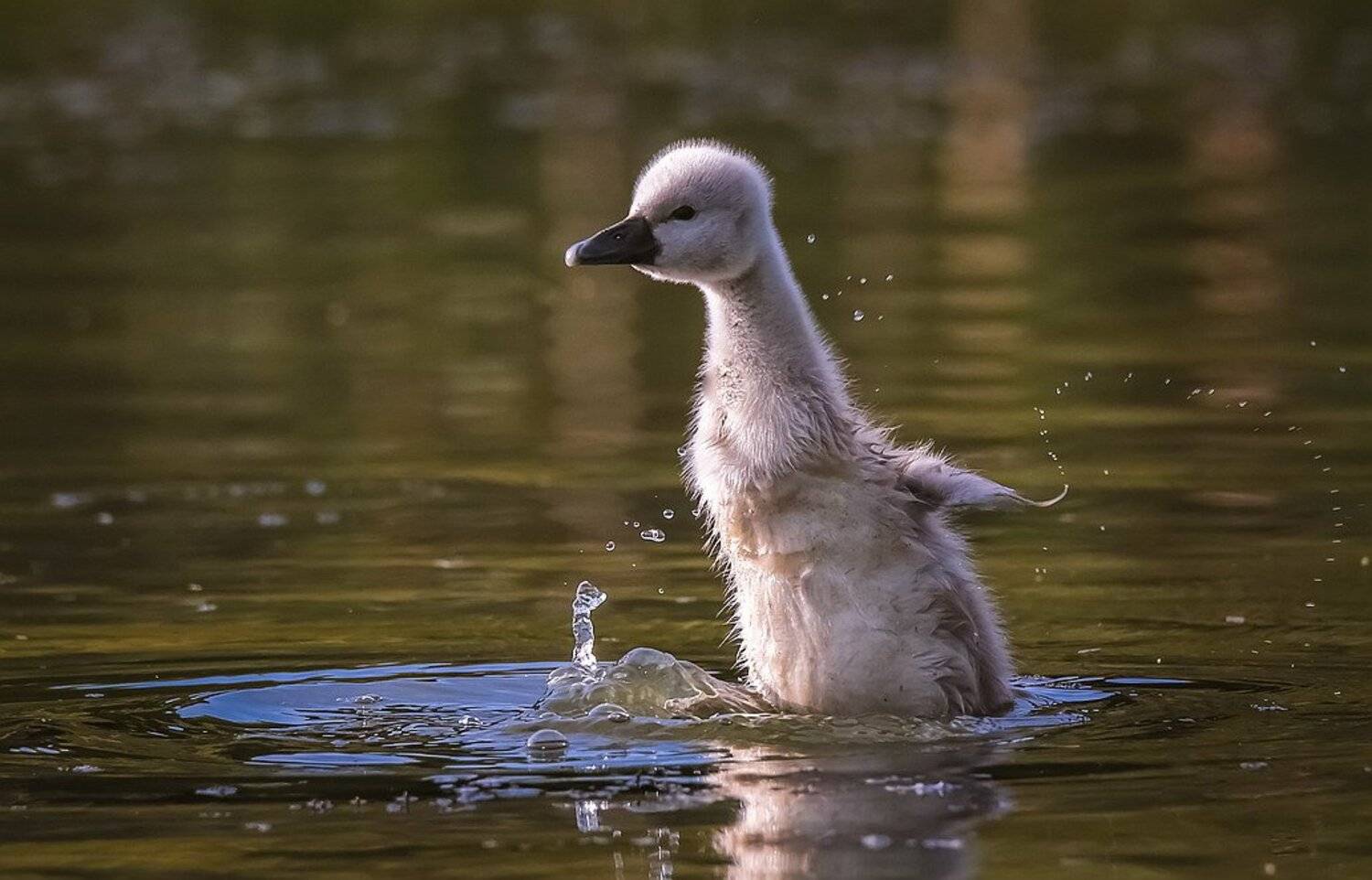 , Вячеслав Мищенко