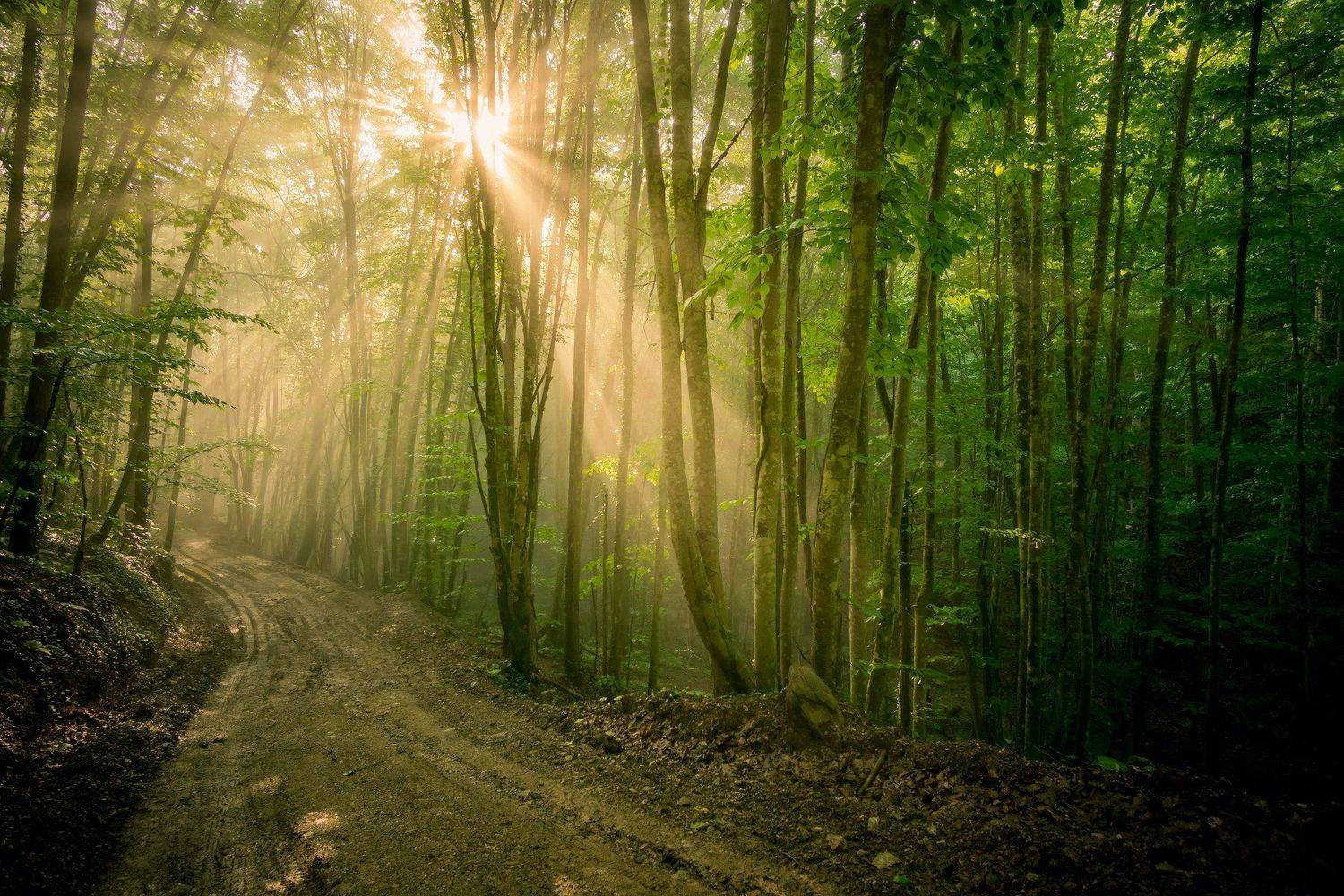 sony a6000, Tihomir Petkov