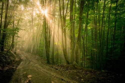  mystical forest
