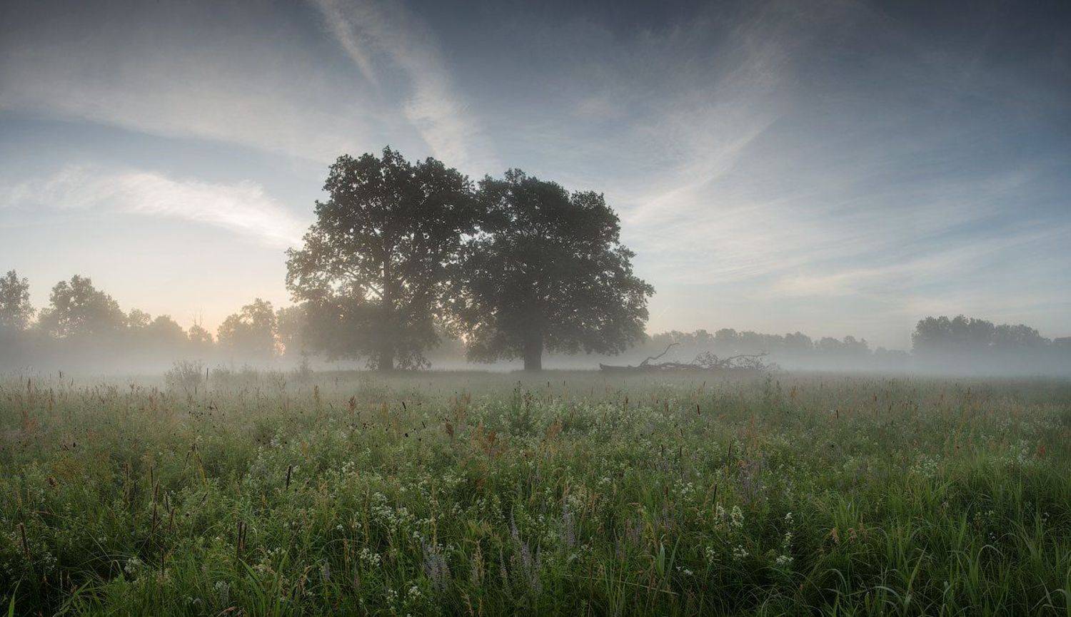 природа утро лето лес туман, Михаил Корнилов