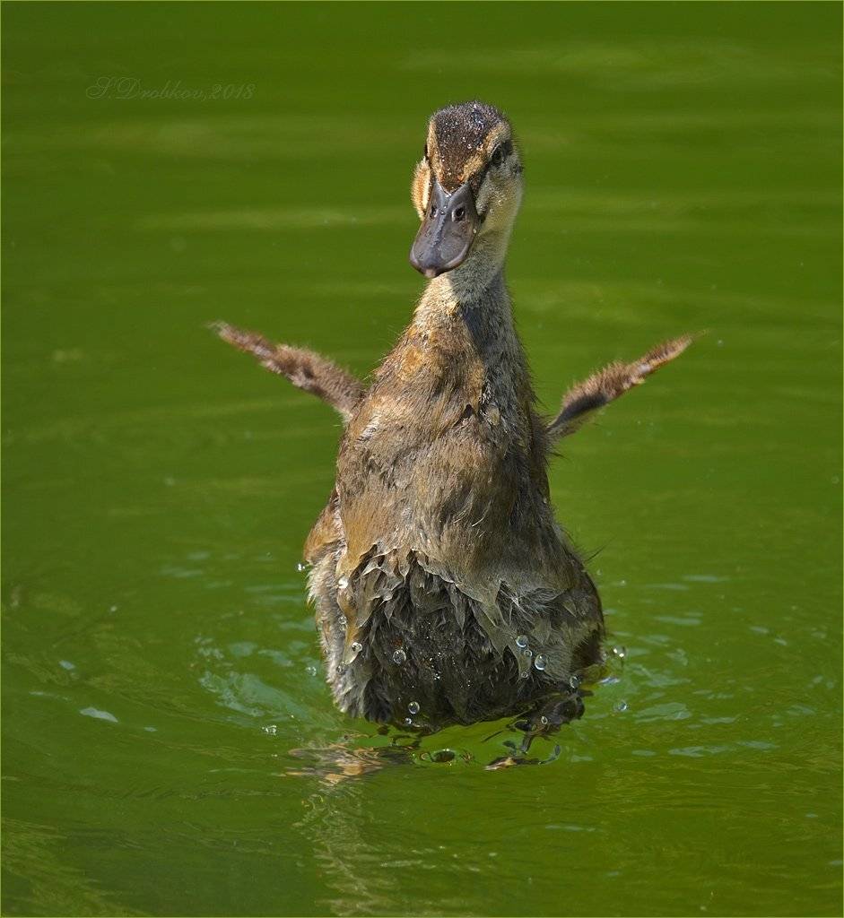 утки, птицы, фауна, животные, вода, Sergey Drobkov