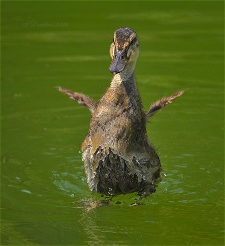 Летать!!!