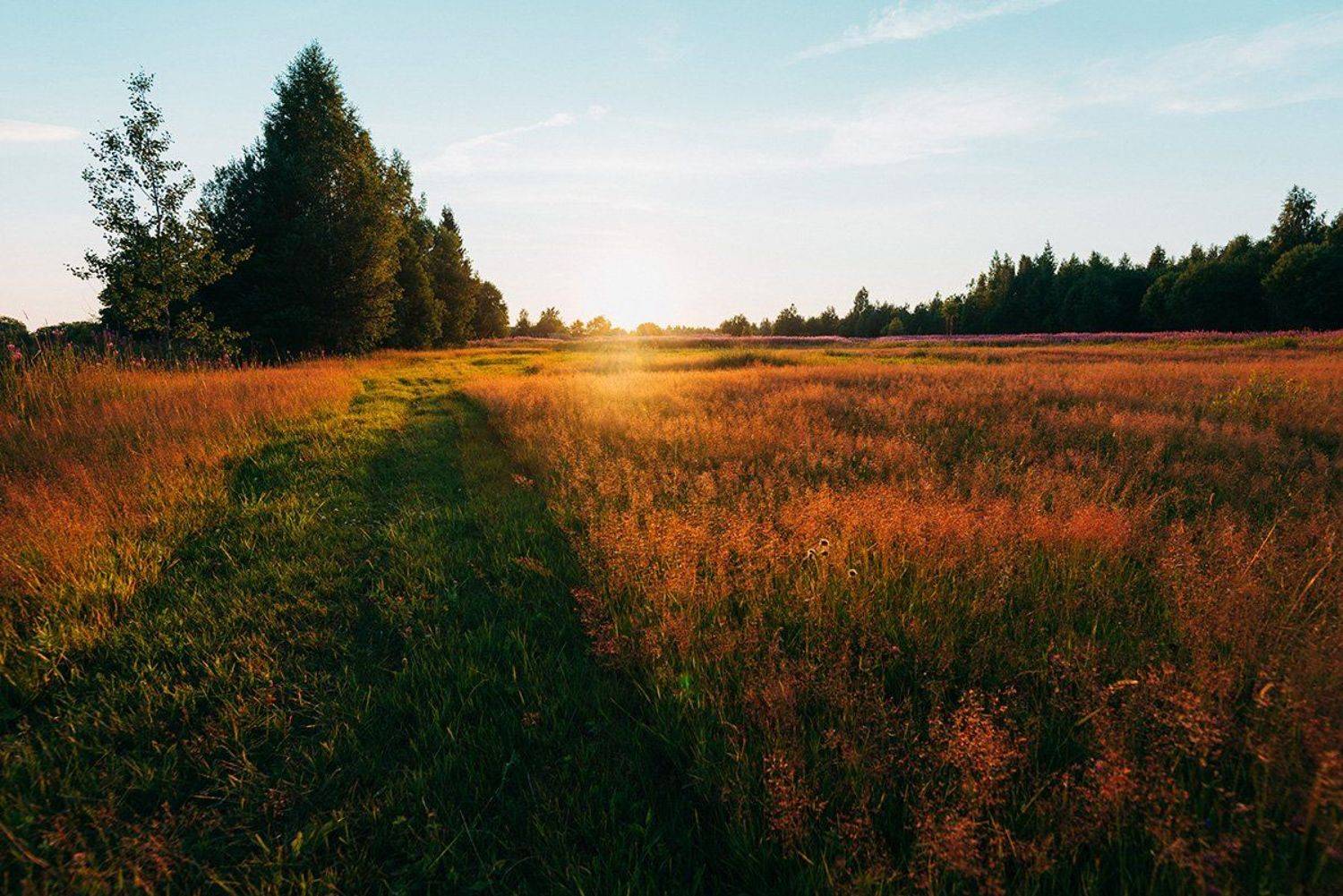 луг, природа, поле, трава, пейзаж, закат, деревья, солнце, вечер, небо, лето,, Иван Клейн