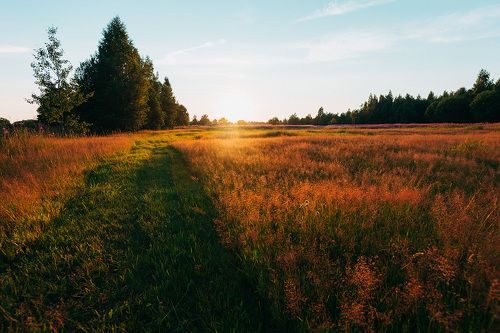 Луг на закате