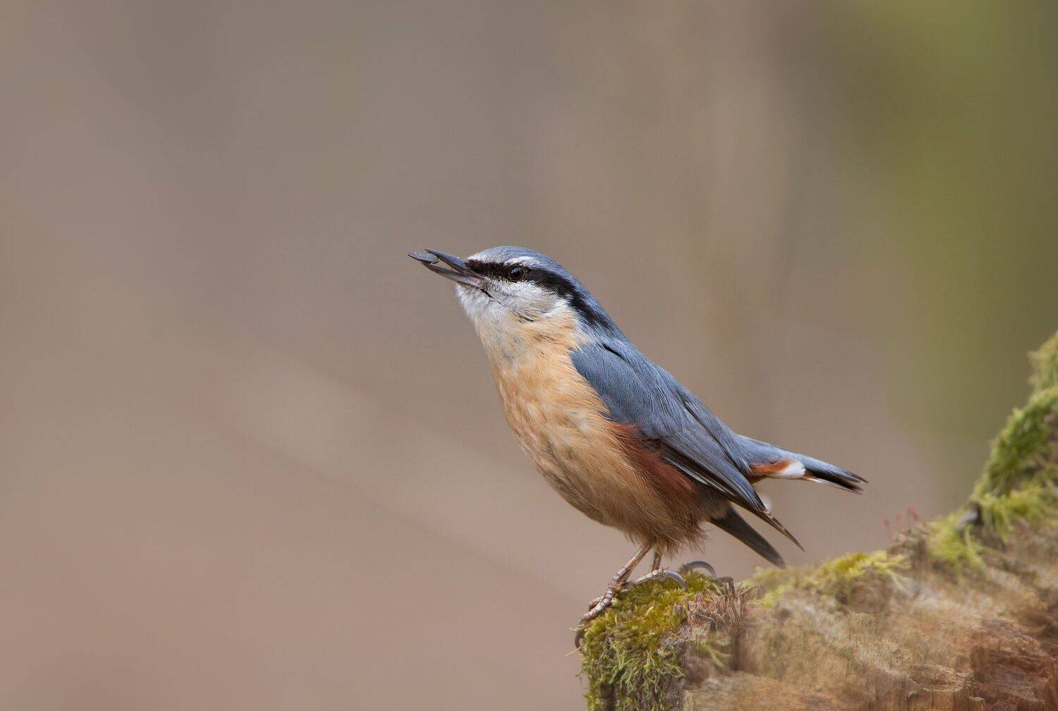 , Arkadiusz Michalak