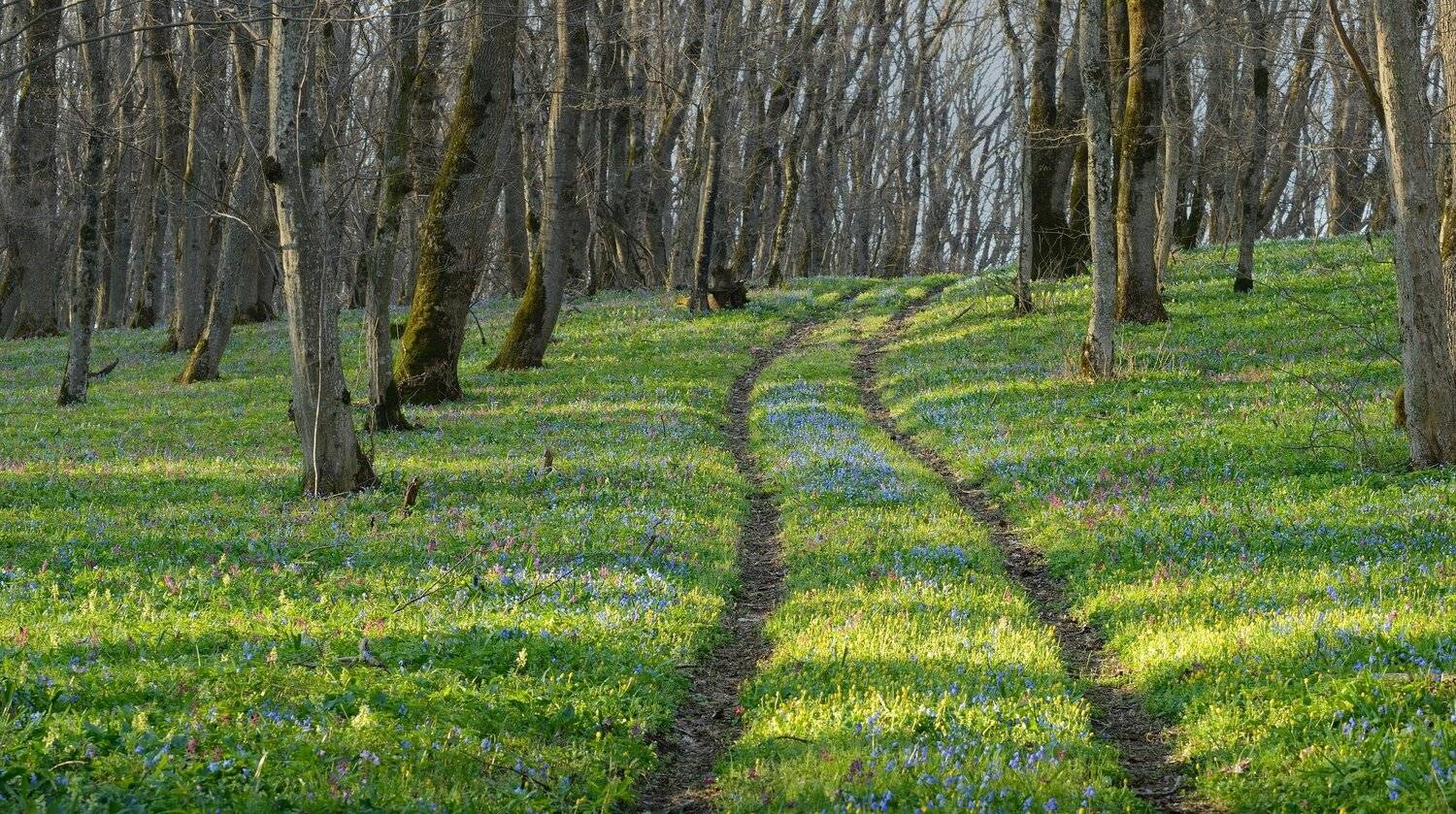 весна лес утро цветы, Александр Жарников