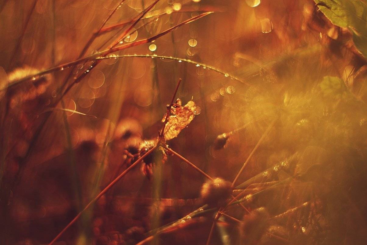 , Krzysztof Trojanowski