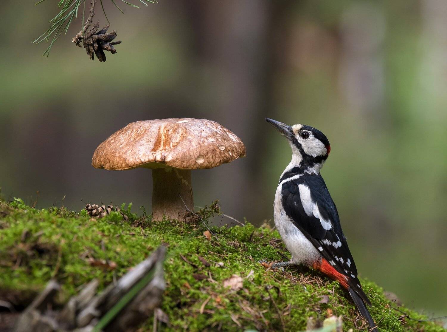 птицы,природа,лето, Андрей Киселёв