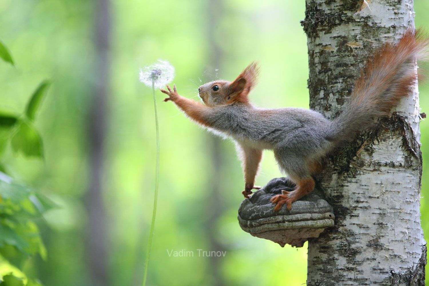 , Вадим Трунов
