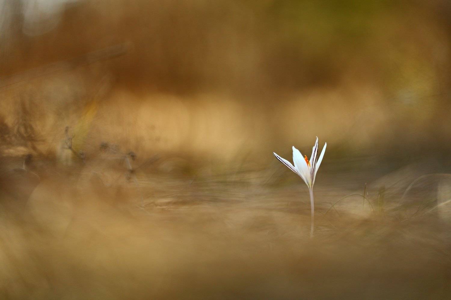 шафран, сетчатый, крокус, полосатый, crocus, reticulatus, самарский лес, Sergii Markov