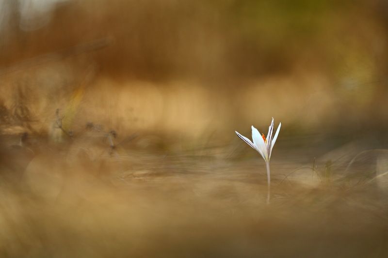 шафран, сетчатый, крокус, полосатый, crocus, reticulatus, самарский лес В траве прошлогодней фото превью