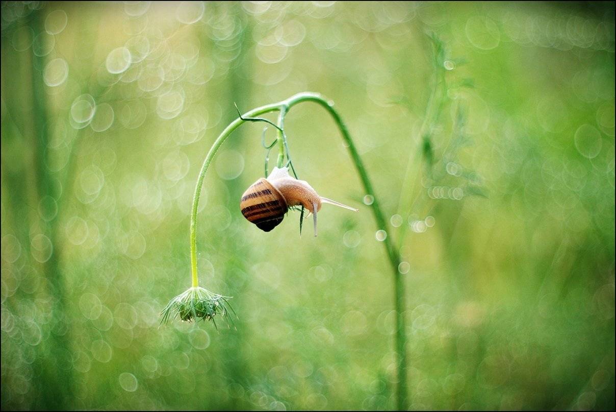 , Krzysztof Trojanowski