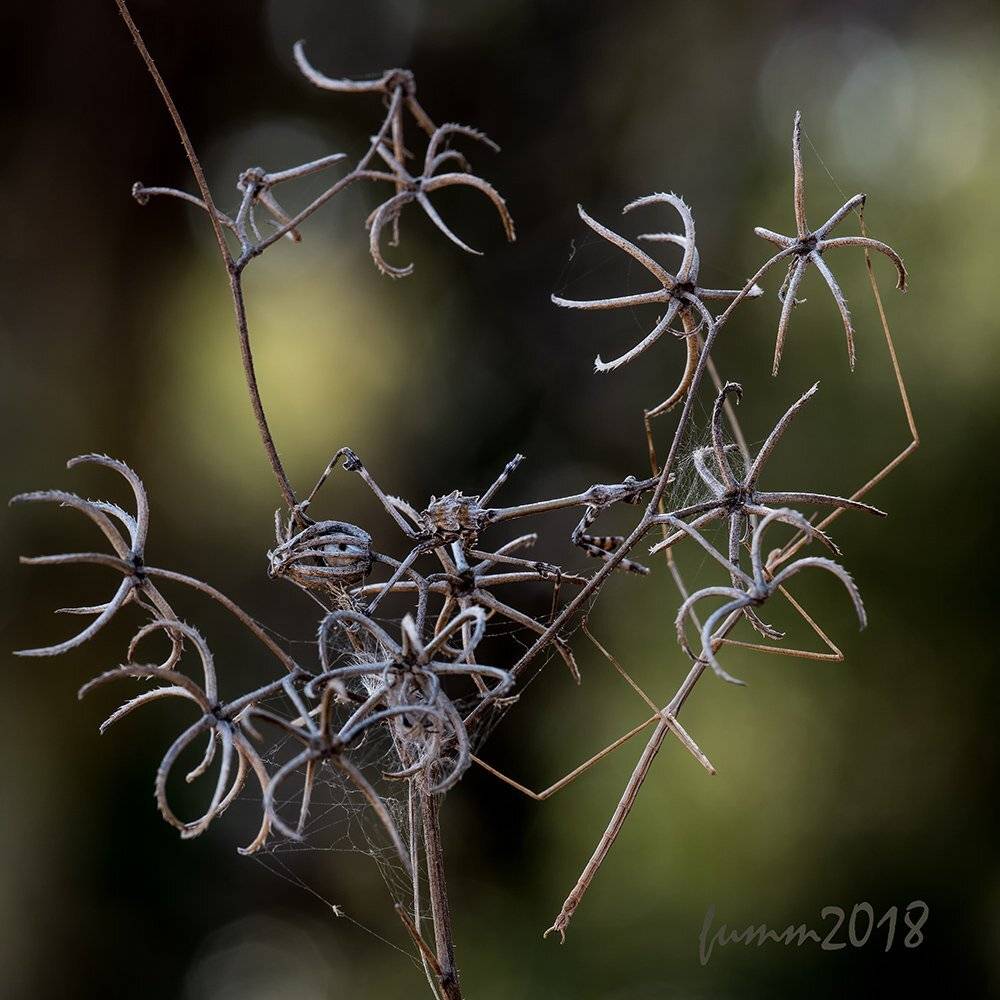 , Игорь ФУММ