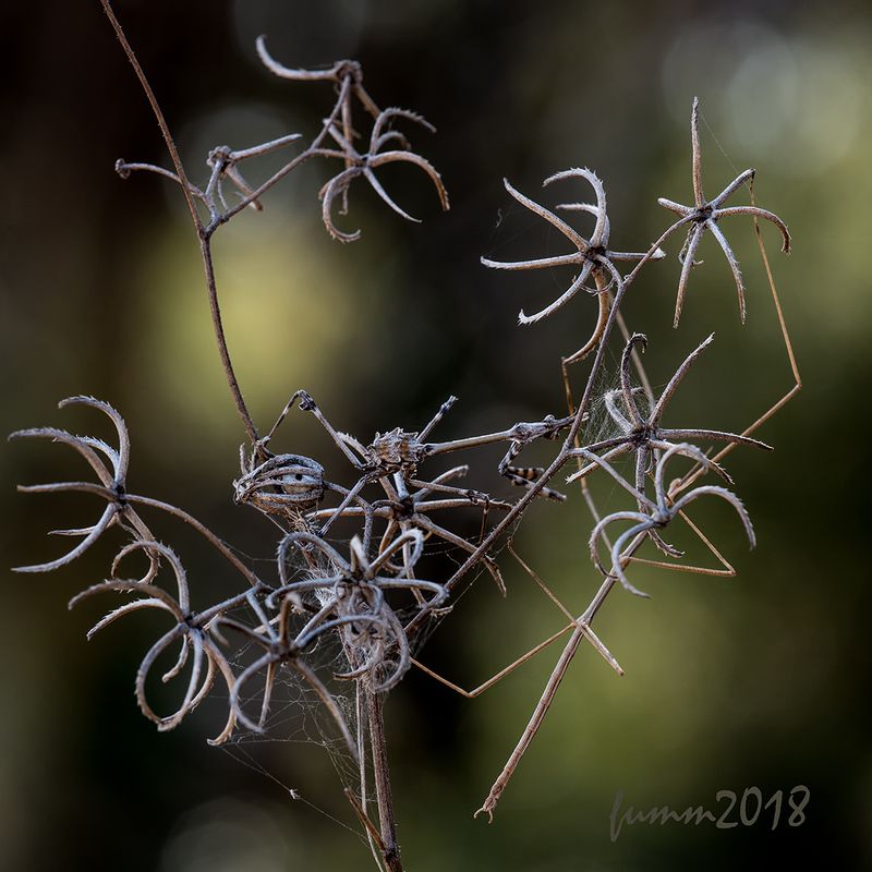КАРТИНКА ДЛЯ РАССМАТРИВАНИЯ фото превью