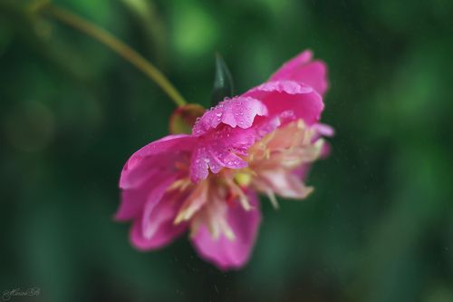 Яркие, нежные и душистые пионы