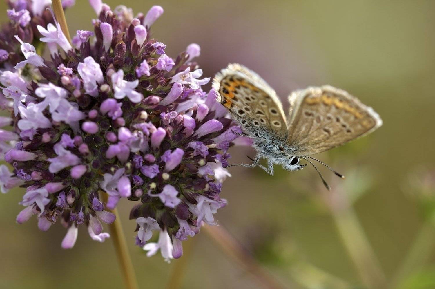 бабочка butterfly, Jaroslav Mego