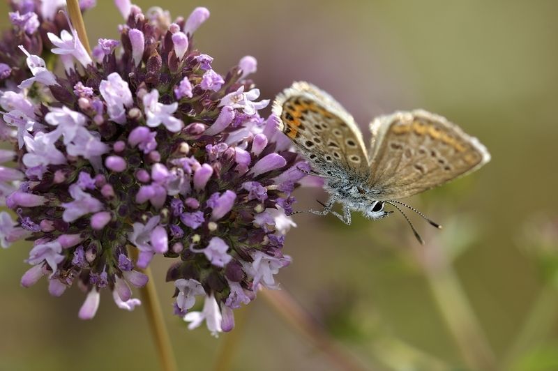 бабочка butterfly бабочка фото превью
