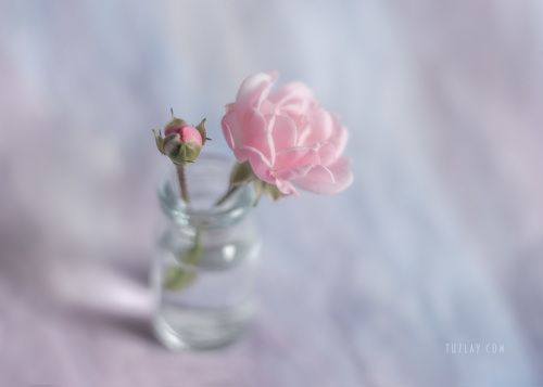И еще про розочку во флаконе