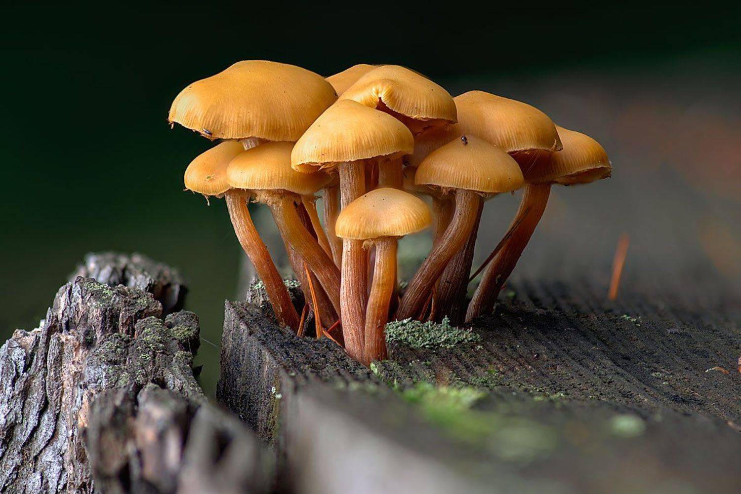 , Сергей Брагин