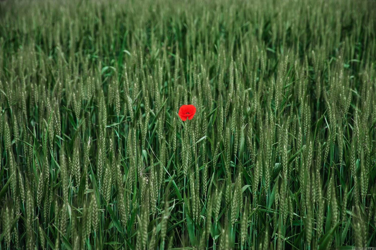 тоскана, природа, путешествие, мак, цветок, travel, flower, today, italy, италия, Анастасия Колесникова