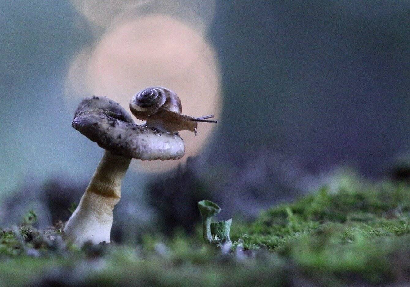 Макро, улитка, гриб, вечер, macro, macrophoto, snail, evening, mushroom, forest, мох, Людмила Гудина