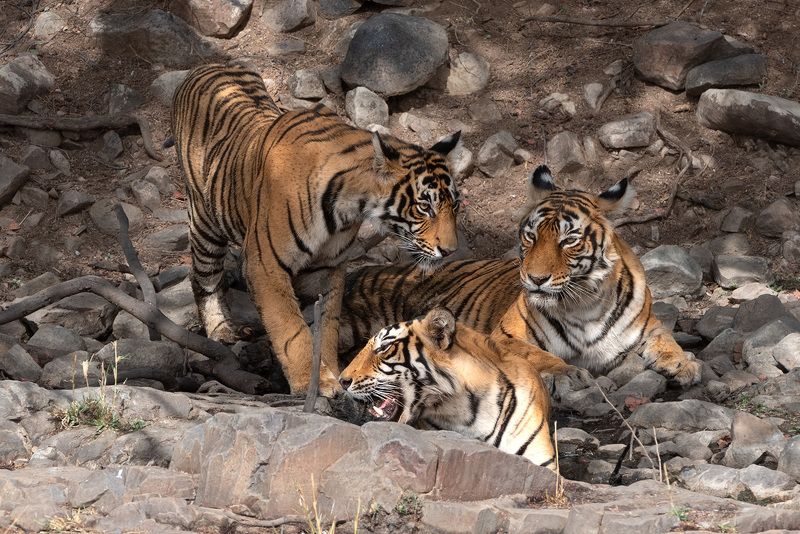 Семейка фото превью