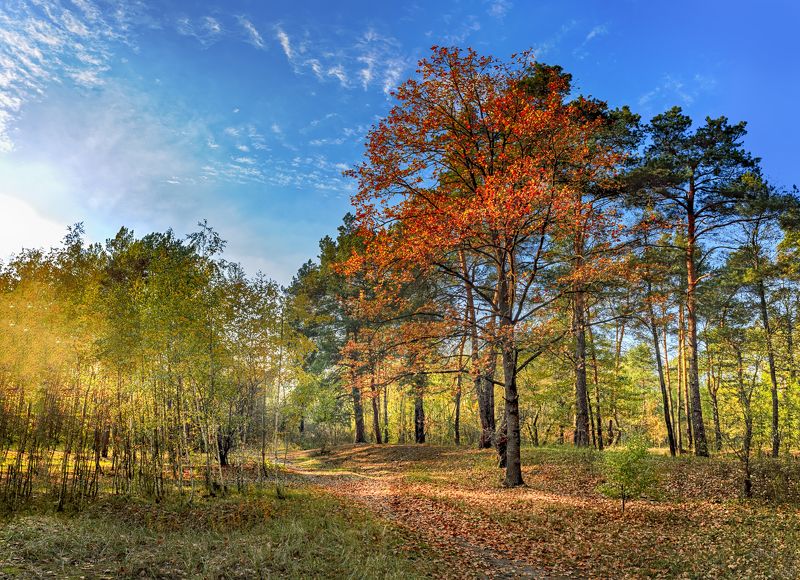 Trees фото превью