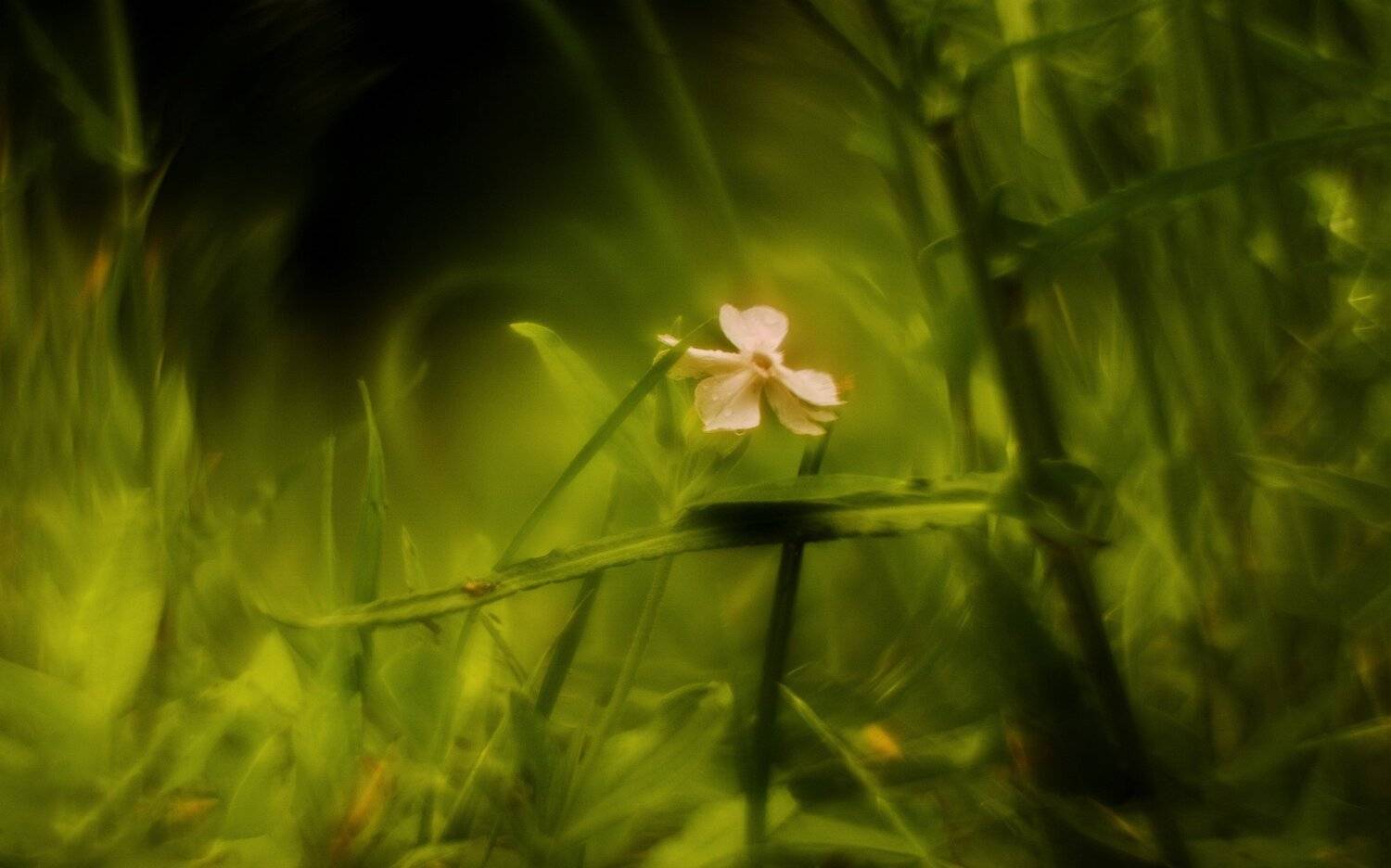 природа,лето,беларусь,макро,цветы, Sixten ( Сергей )