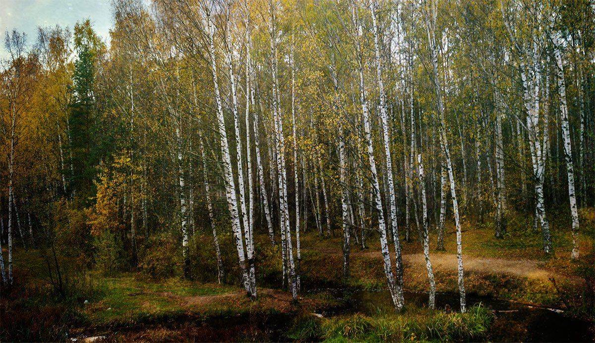 Автор: Алексей Герасимов , Алексей Герасимов