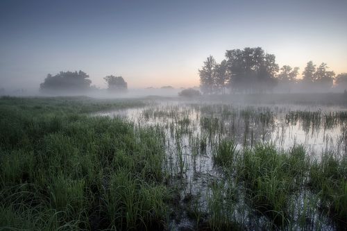 О тумане и мокрой траве