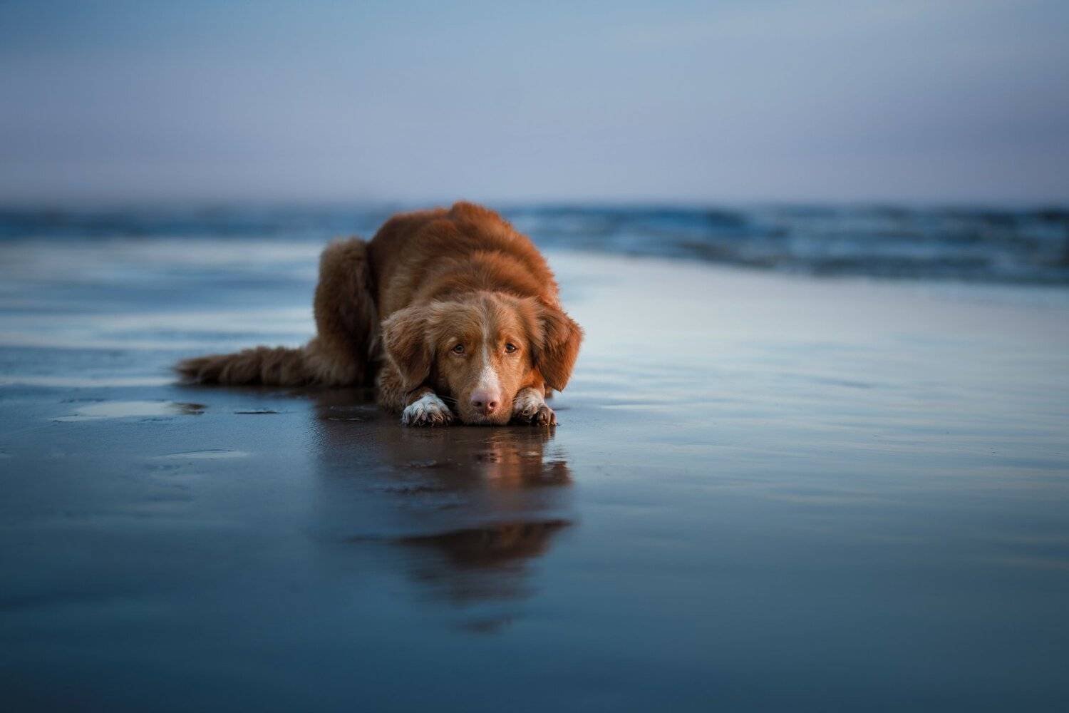 собака, природа, море, путешествия , Анна Аверьянова