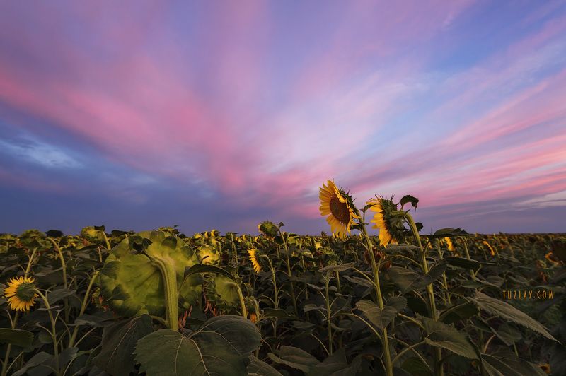 подсолнухи, земля таманская, вечернее небо, поле Однажды в подсолнухах фото превью