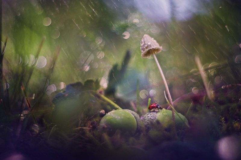 Ladybird фото превью