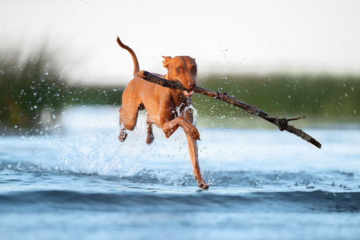 , Светлана Писарева