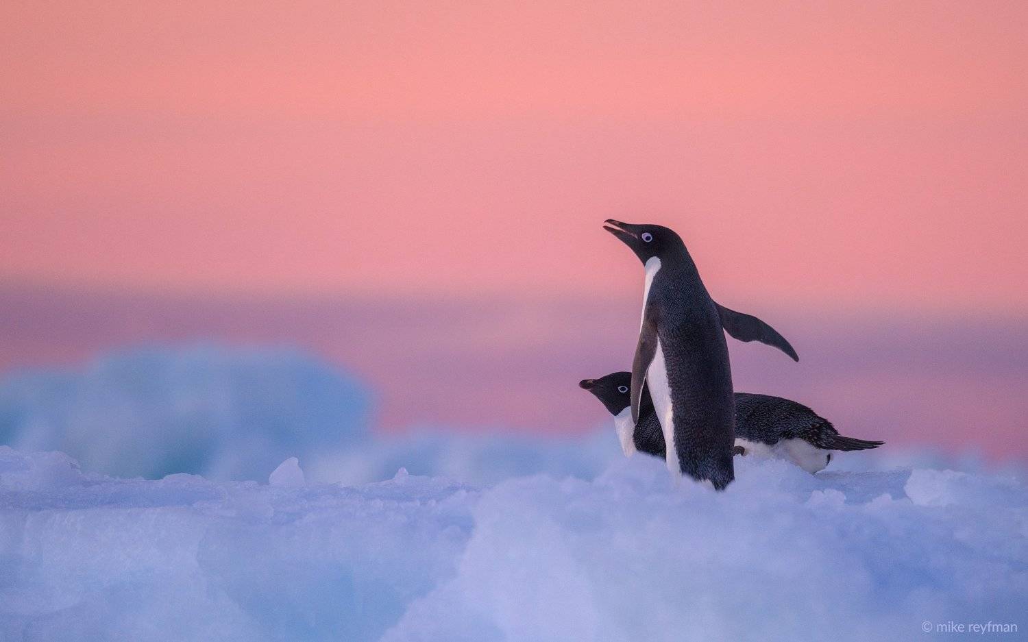 adelie, penguin, antarctic, antarctica, ice, blue, pink, cold, romantic, extreme, Майк Рейфман