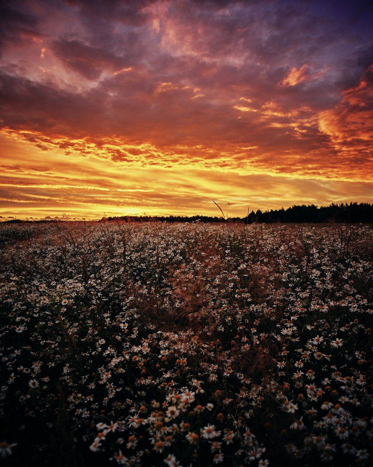 sunset dawn nature flowers закат пейзаж, Александр Фанковин