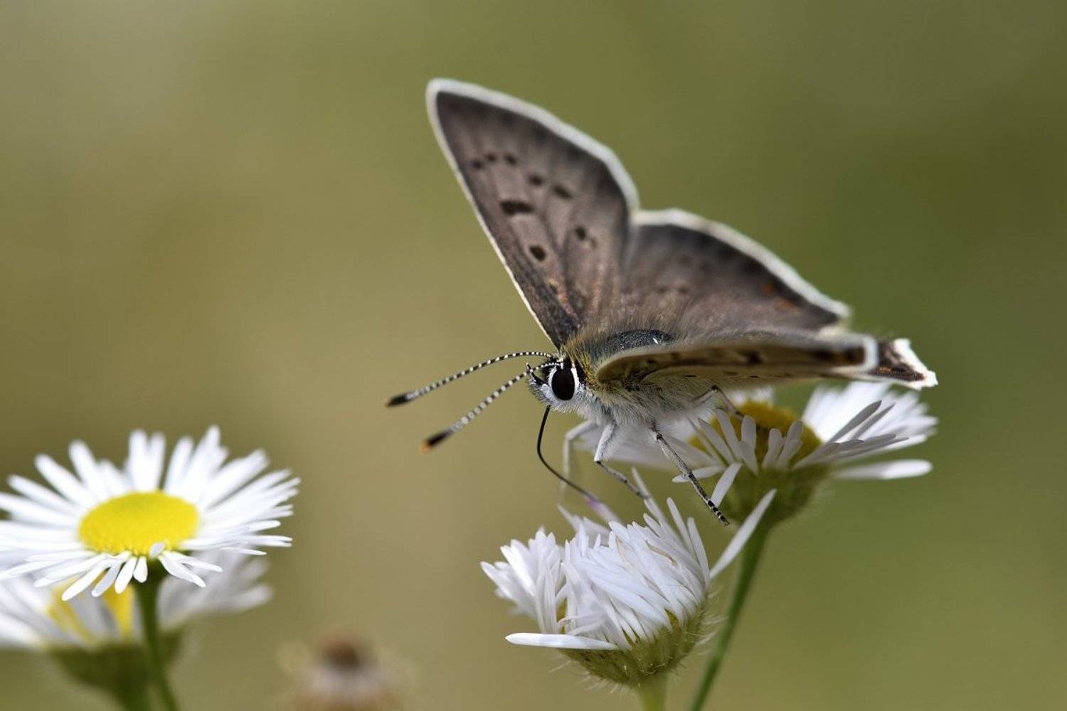 бабочка butterfly, Jaroslav Mego