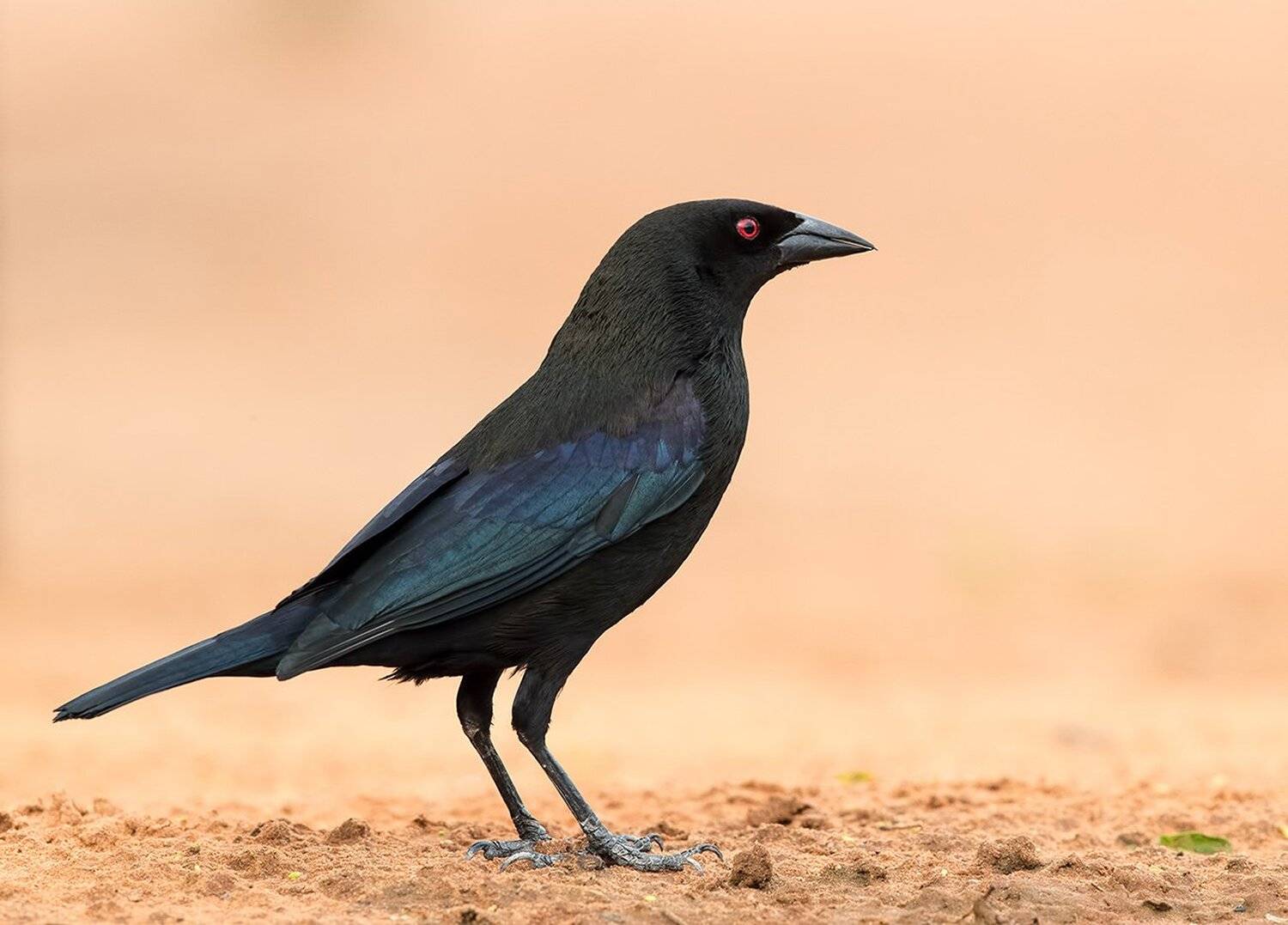 bronzed cowbird, красноглазый коровий трупиал, texas, Elizabeth Etkind