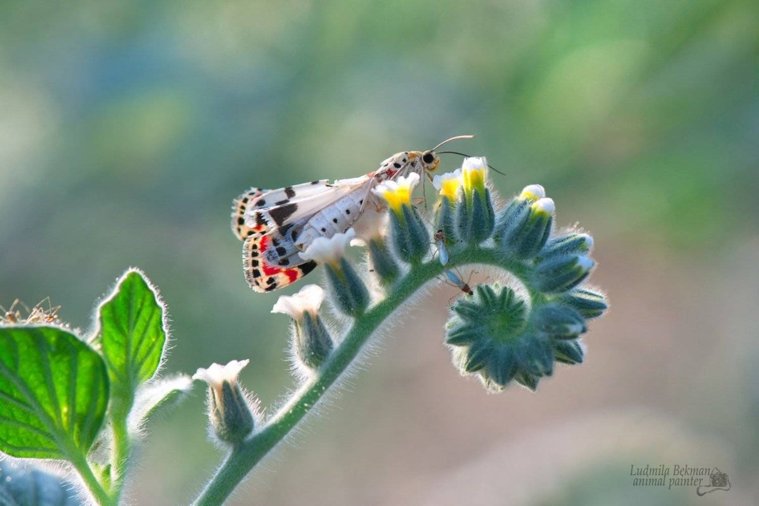 бабочка, июль, утро, Людмила Бекман