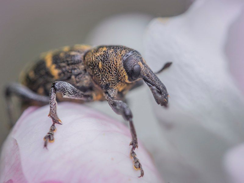 ... фото превью